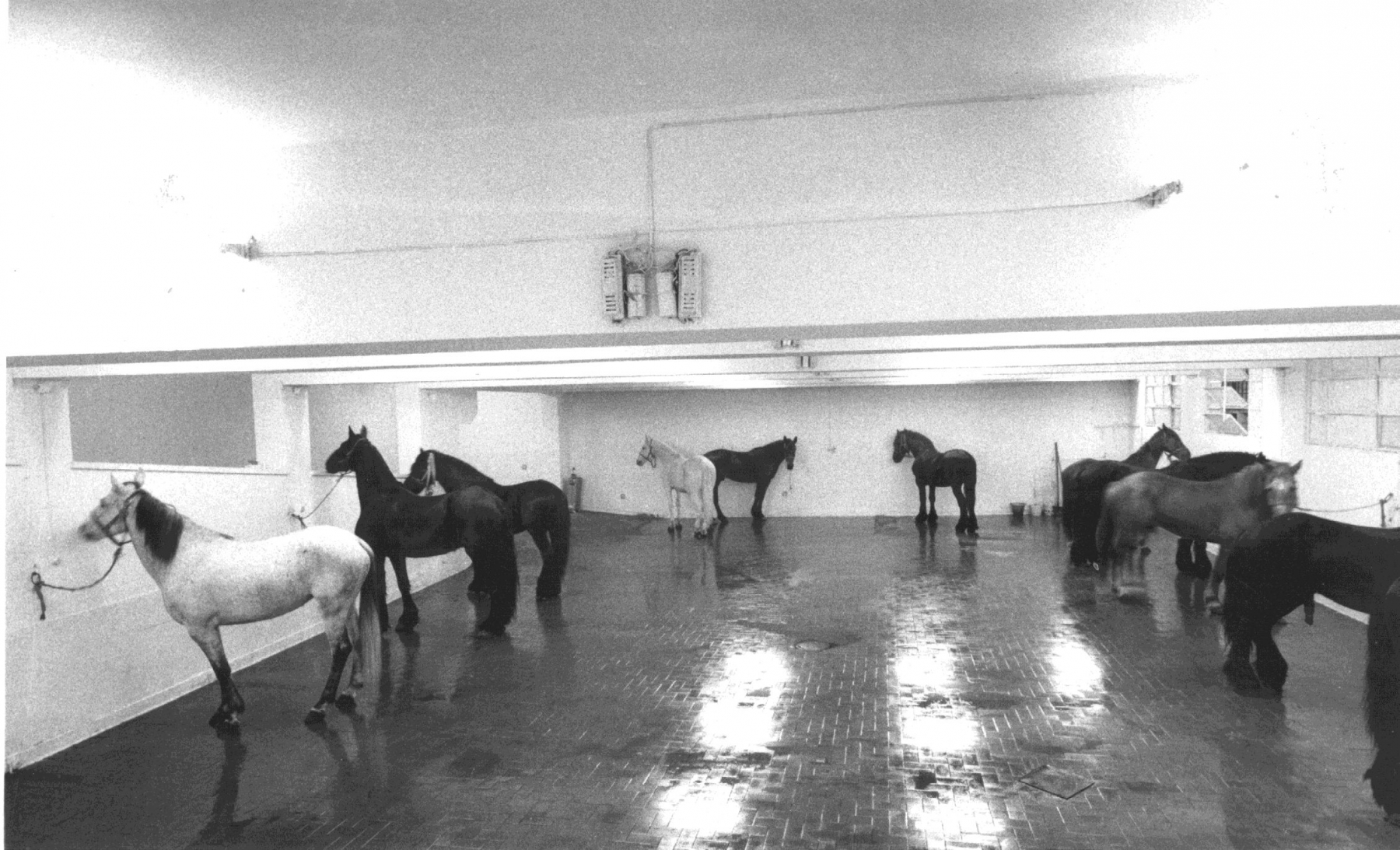 Jannis Kounellis, Untitled (12 Horses) (1969)
&copy; Jannis Kounellis Estate
Courtesy Jannis Kounellis Estate and Gavin Brown&#39;s enterprise New York/Rome, photo by Claudio Abate

&nbsp;